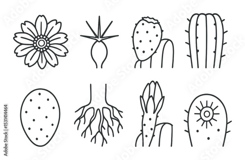 Succulent cactus set. desert plants silhouette flowers, roots, cacti vector icons.