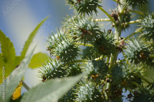Plant known as castor oil plant (Ricinus communis) showing its flowers, leaves and clusters of green, spiny fruits