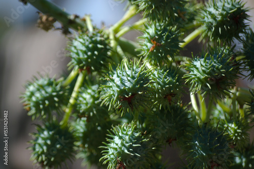 Plant known as castor oil plant (Ricinus communis) showing its flowers, leaves and clusters of green, spiny fruits