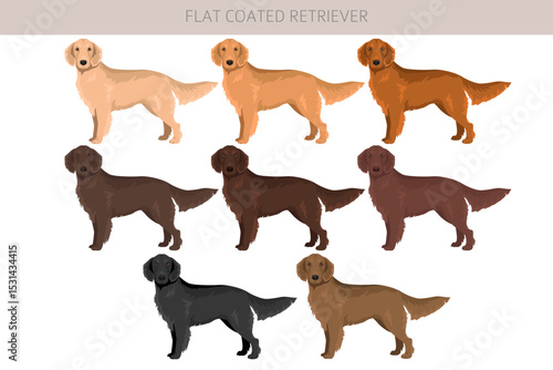 Flat coated retriever clipart. Different poses, coat colors set.  Vector illustration