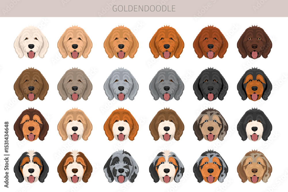 Fototapeta premium Goldendoodle clipart. Golden retriever Poodle mix. Different coat colors set. Vector illustration