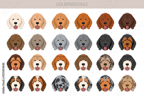 Goldendoodle clipart. Golden retriever Poodle mix. Different coat colors set.  Vector illustration