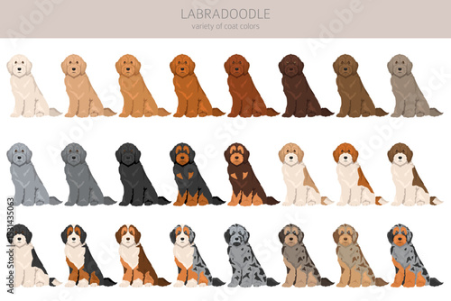 Labradoodle clipart. Different poses, coat colors set.  Vector illustration