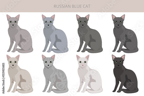 Russian Blue Cat clipart. All coat colors set.  All cat breeds characteristics infographic. Vector illustration