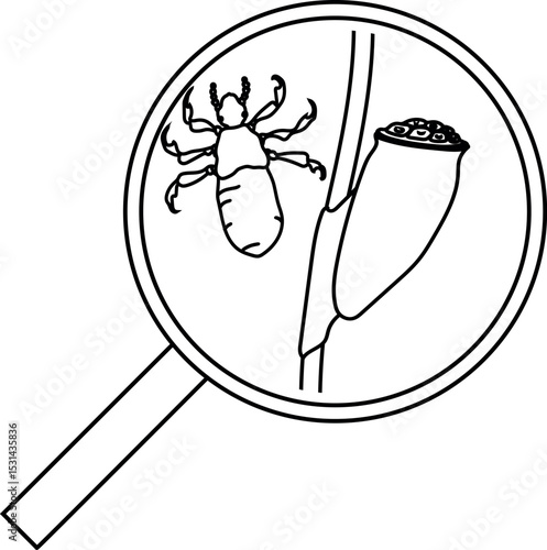 Coloring page with nymph head louse (Pediculus humanus) and egg (nit) attached to a hair under magnifying glass isolated on white background. Lice check