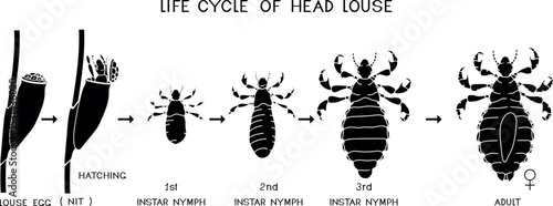 Black silhouette of life cycle of head louse (Pediculus humanus) insect isolated on white background. Growth stages from louse egg (nit) to adult insect for biology lesson