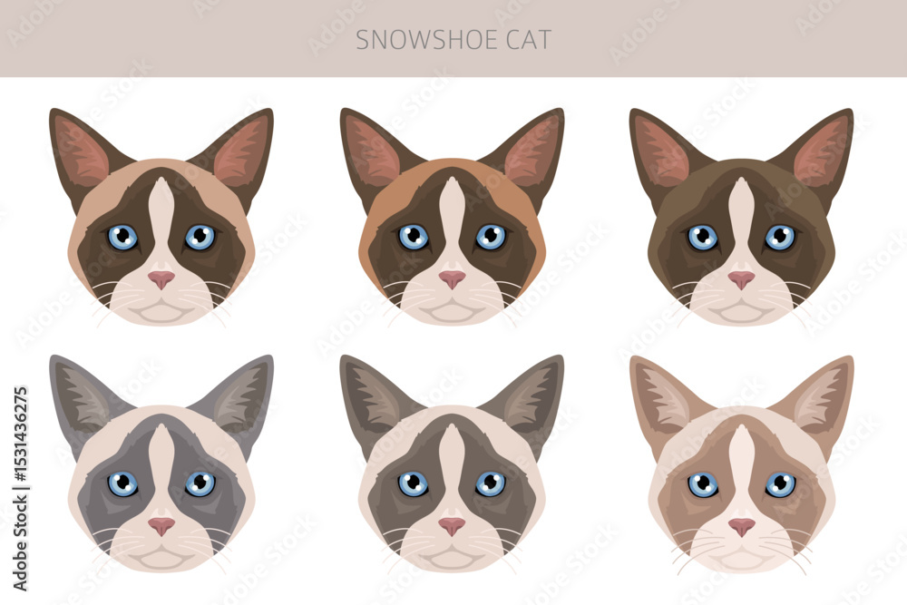 Snowshoe Cat clipart. All coat colors set. All cat breeds characteristics infographic. Vector illustration Snowshoe Cat clipart. All coat colors set. All cat breeds characteristics infographic. Vector illustration