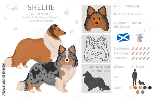 Sheltie, Shetland sheepdog clipart. Different poses, coat colors set.  Vector illustration