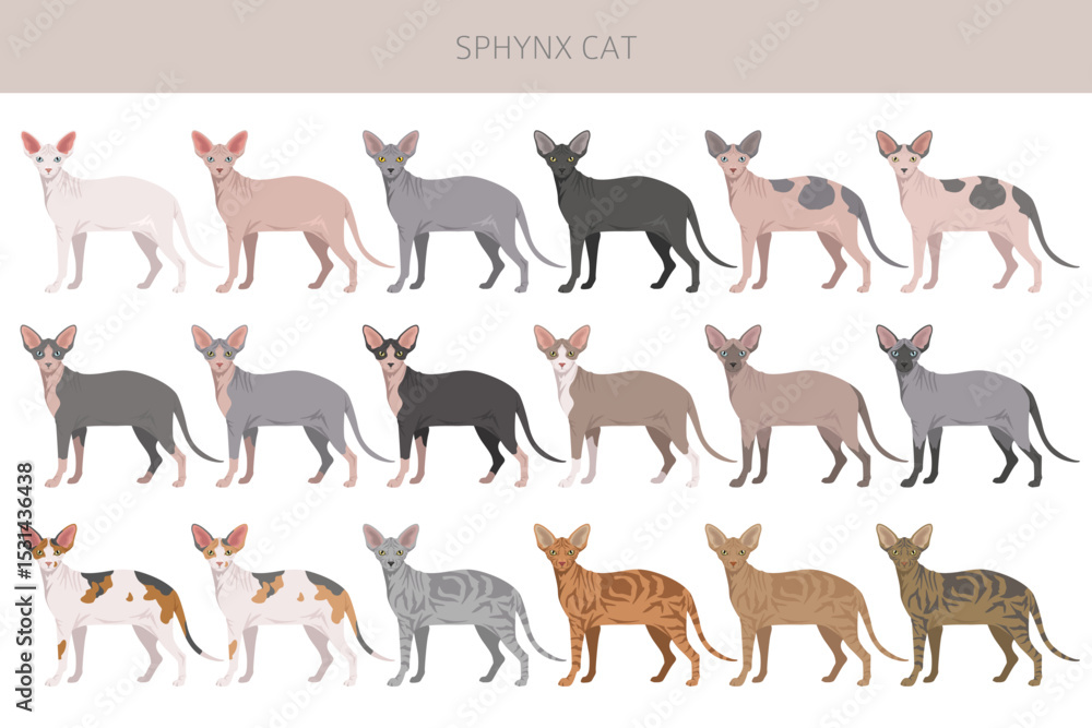 Obraz premium Canadian Sphynx Cat clipart. All coat colors set. All cat breeds characteristics infographic. Vector illustration