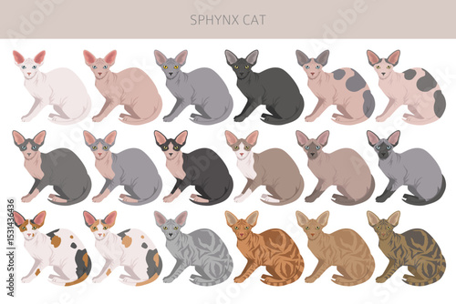 Canadian Sphynx Cat clipart. All coat colors set.  All cat breeds characteristics infographic. Vector illustration