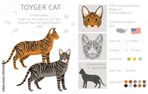 Toyger Cat clipart. All coat colors set.  All cat breeds characteristics infographic. Vector illustration