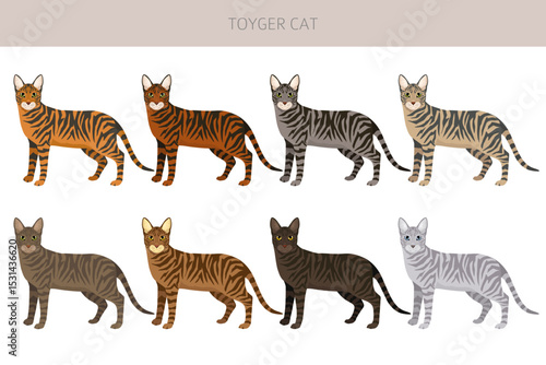 Toyger Cat clipart. All coat colors set.  All cat breeds characteristics infographic. Vector illustration