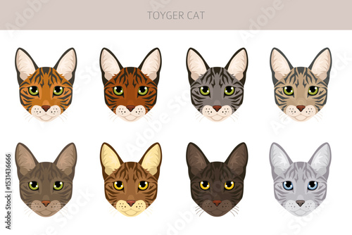 Toyger Cat clipart. All coat colors set.  All cat breeds characteristics infographic. Vector illustration