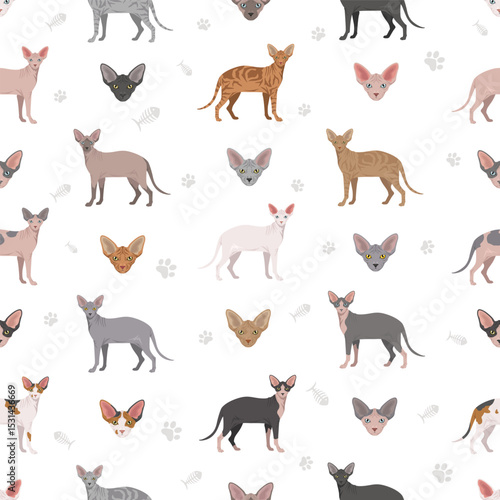 Canadian Sphynx Cat clipart. All coat colors set.  All cat breeds characteristics infographic. Vector illustration