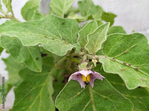 This spiny Solanum flower, likely a wild eggplant relative, is pale purple/white with a yellow center. Wild Solanums like S. insanum are edible and used in traditional Asian medicine for many benefits
