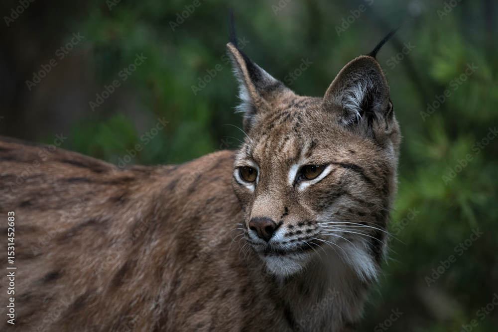 Obraz premium The Eurasian Lynx (Lynx lynx).