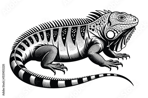 iguana animal vector drawing

