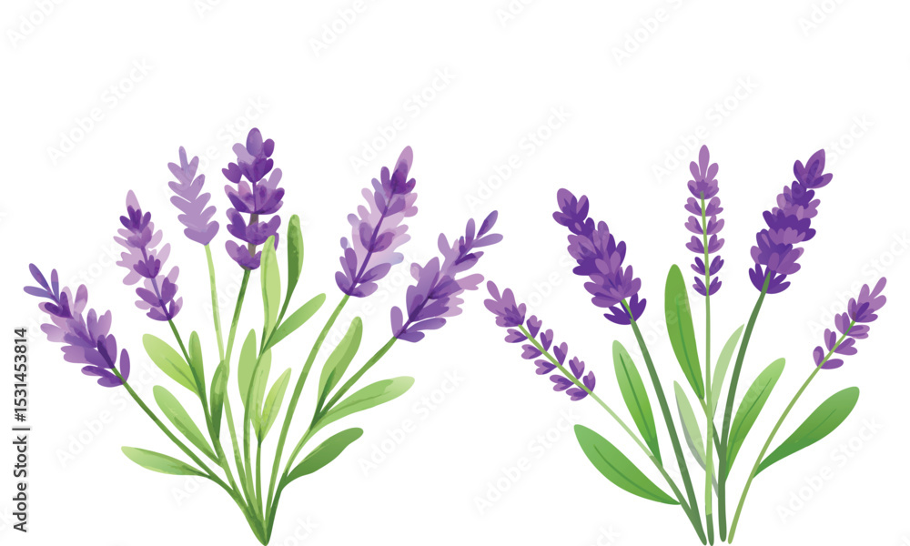 Fototapeta premium Beautiful English Lavender Vector Illustration - Aromatic Floral Design