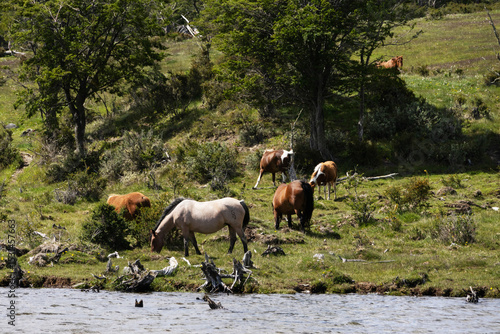 Small herd of beautiful horses in a pasture on the edge of a lake in Argentine Patagonia