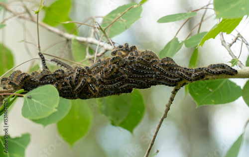 Tent caterpillars grouped together on a branch of a poplar tree. select focus