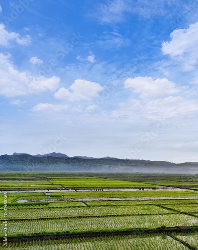 Serene Landscape Lush Green Rice Terraces under a Vibrant Blue Sky, Mist-Covered Mountains in the Distance