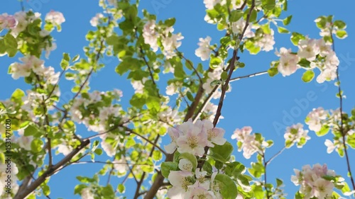 A blooming spring tree with flowers on a blue sky background with a place for text, natural background