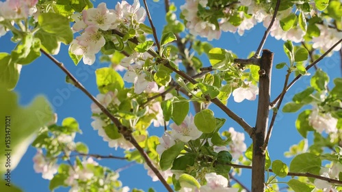 A blooming spring tree with flowers on a blue sky background with a place for text, natural background