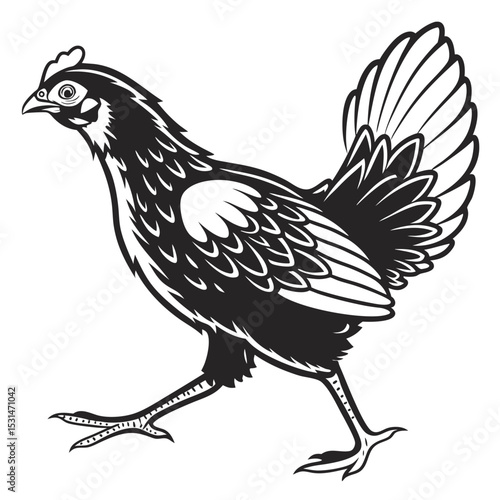 Black and white chicken strides confidently forward, featuring intricate feather details and sharp, contrasting lines