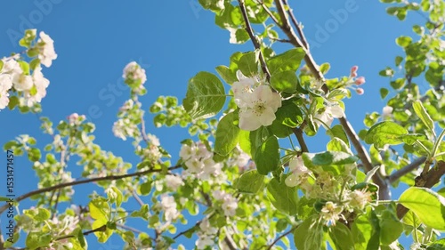 A blooming spring tree with flowers on a blue sky background with a place for text, natural background