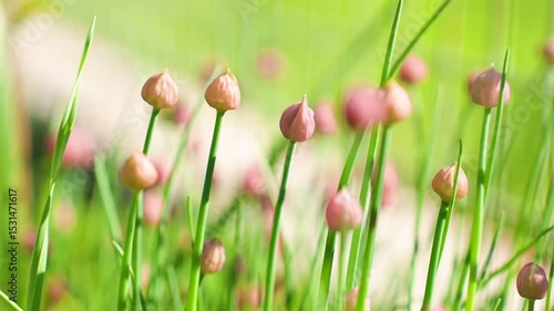 Decorative green onions in spring