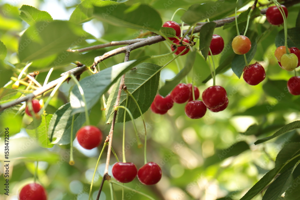 Obraz premium cherries on a tree