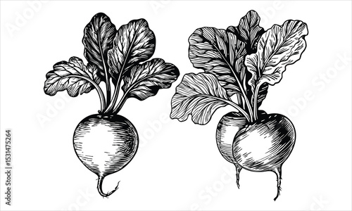 Detailed Beetroot Sketch Drawing with Leaves - Organic Root Vegetable Illustration