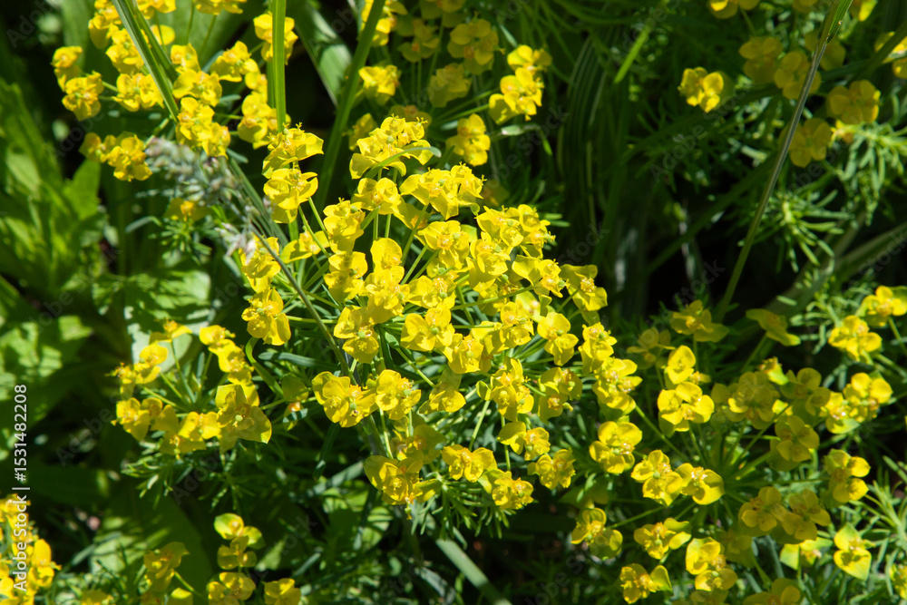 Green flowers of Myrtle Euphorbia Euphorbia myrsinites, blue spurge or broad-leaved glaucous-spurge. Beautiful milkweed flowers surrounded by greenery in bright sunny weather. A flowering bush Green flowers of Myrtle Euphorbia Euphorbia myrsinites, blue spurge or broad-leaved glaucous-spurge. Beautiful milkweed flowers surrounded by greenery in bright sunny weather. A flowering bush