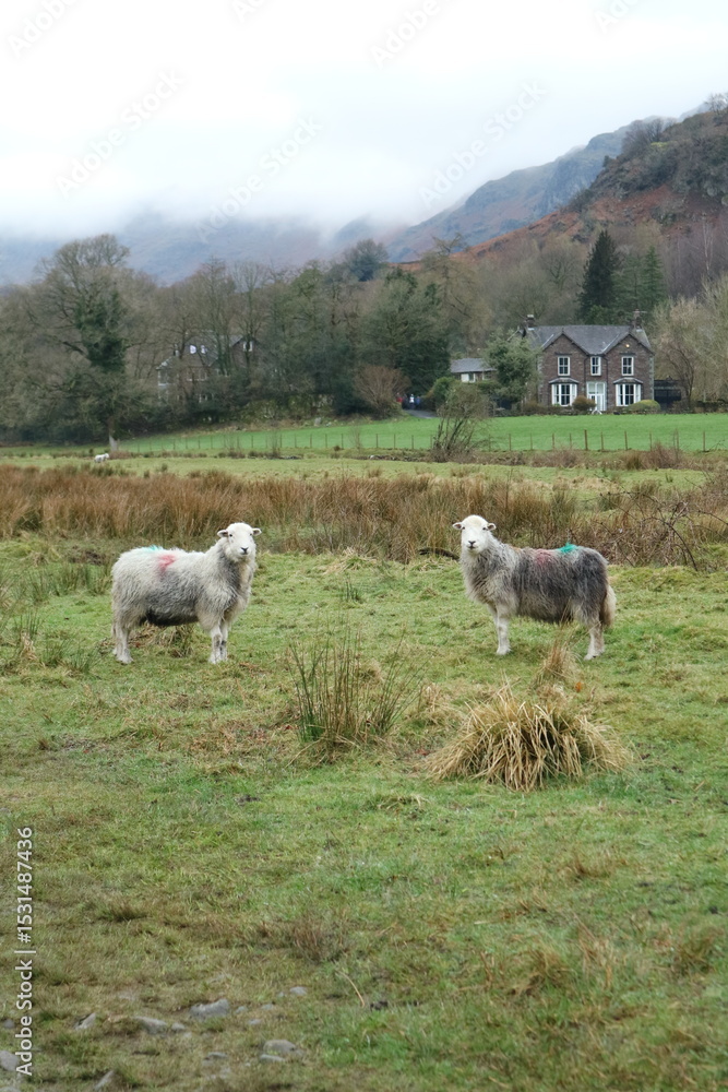 Fototapeta premium sheep in field