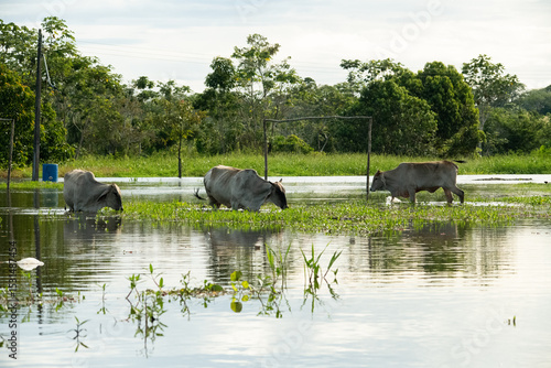Cattle on land flooded by the great flood in the Amazon floodplain of 2025