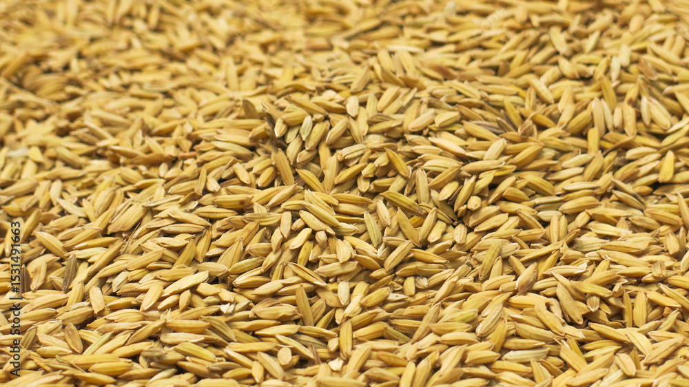 raw unmilled rice paddy grain. gold paddy seed background. raw unmilled rice paddy grain. gold paddy seed background.