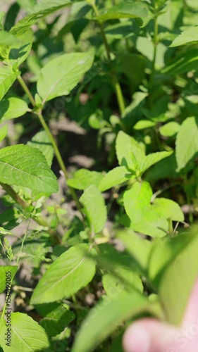 Wallpaper Mural Fresh mint plants swaying gently in the breeze under warm summer sunlight. Natural movement and garden freshness in a soft motion still.
 Torontodigital.ca