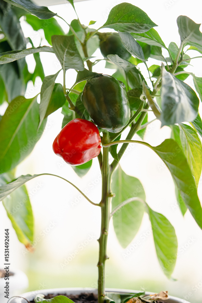 Fototapeta premium Close-up view of a vibrant red bell pepper and a green bell pepper growing on a healthy plant, showcasing the different stages of ripening and the beauty of nature's bounty