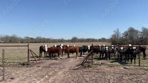 HEREFORD AND BRAFORD BRAHMAN LIVESTOCK IN FARM TEXAS