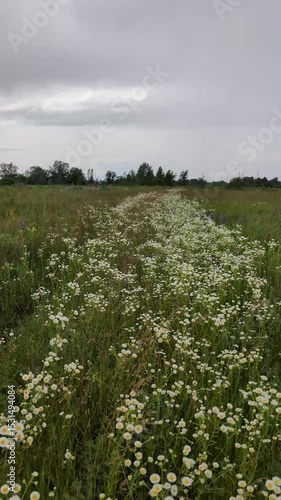 Big with meadow flowers blooming and clouds in the sky.