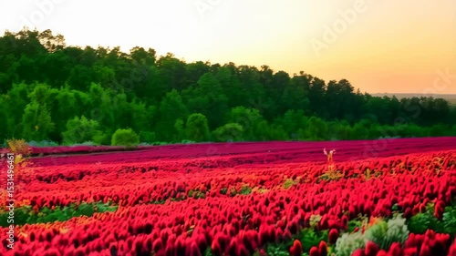 Wallpaper Mural Vibrant crimson flower field under a golden sunset sky, with rolling green hills and lush trees, creating a serene and colorful landscape view. Torontodigital.ca