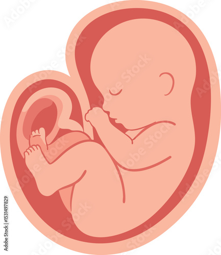Human fetus in womb vector illustration showing prenatal development stages 