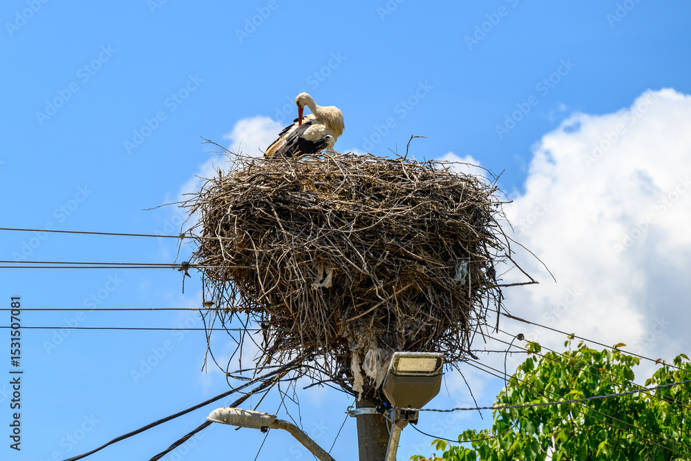 Fototapeta premium Large White stork (Ciconia ciconia) nesting with stork chicks on top of the electric pole