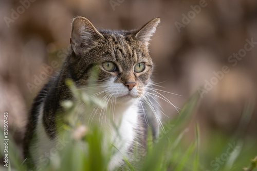 Wallpaper Mural Katzenportrait Torontodigital.ca