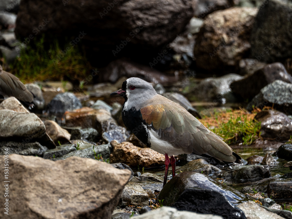 Fototapeta premium A southern lapwing on a lake shore