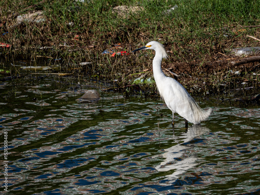 Fototapeta premium A crane bird fishing in the water