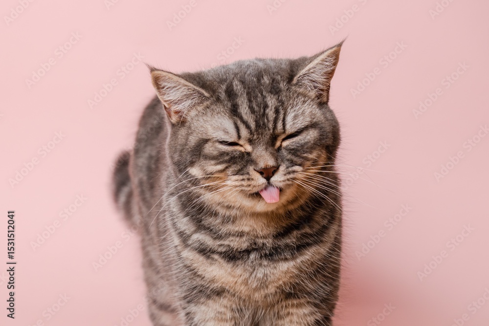 Obraz premium Gray funny cat licking its lips, isolated on pink background