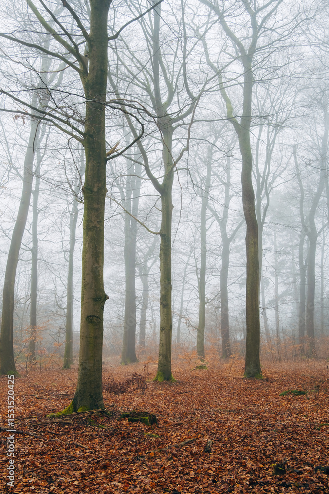Obraz premium Foggy atmosphere in the forest