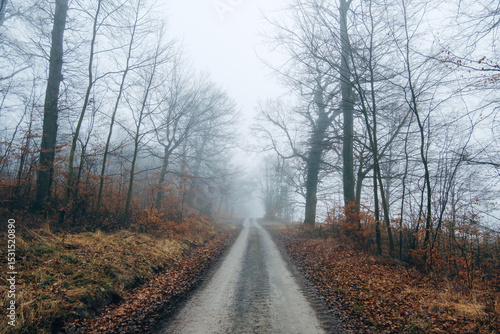 Foggy atmosphere in the forest