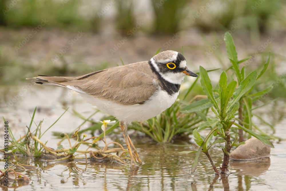 Obraz premium little ringed plover - Charadrius dubius on ground in green grass. Photo from Calera y Chozas in Spain, Toledo Province.